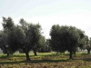prasi1